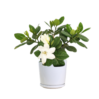 Gardenia Jasminoides - Image 5